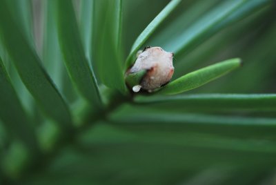 Wollemia nobilis - wolemie vznešená - pupen s pryskyřicí
